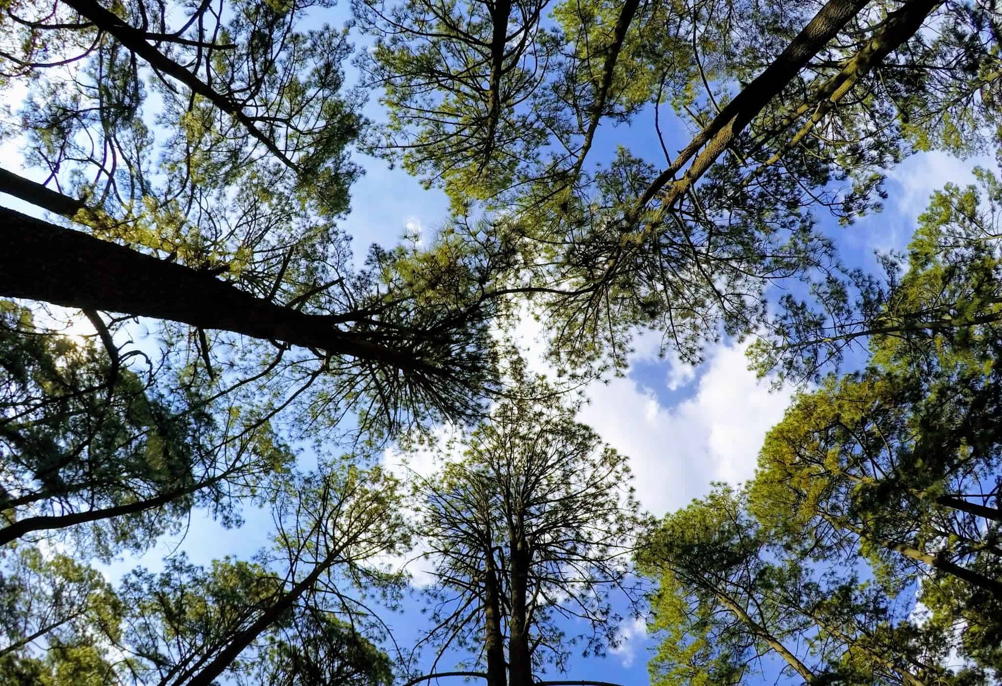 Bosque dentro de Quinta Valentina